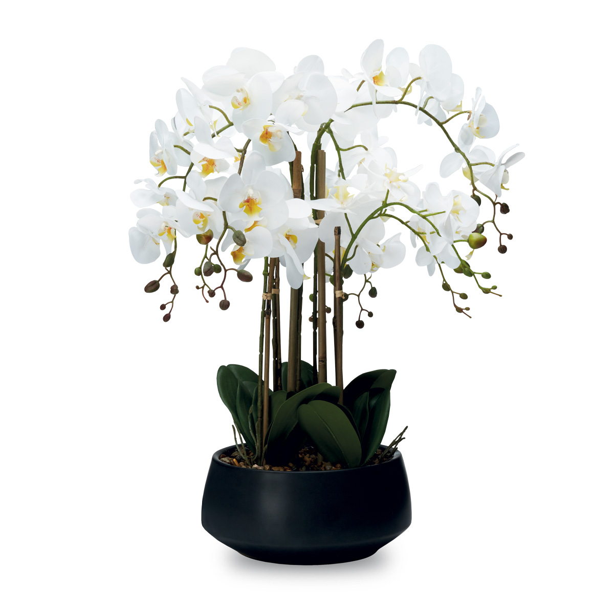 HENRIETTE PIANTA ORCHIDEA H 70